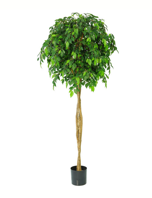 Ficus Natasha