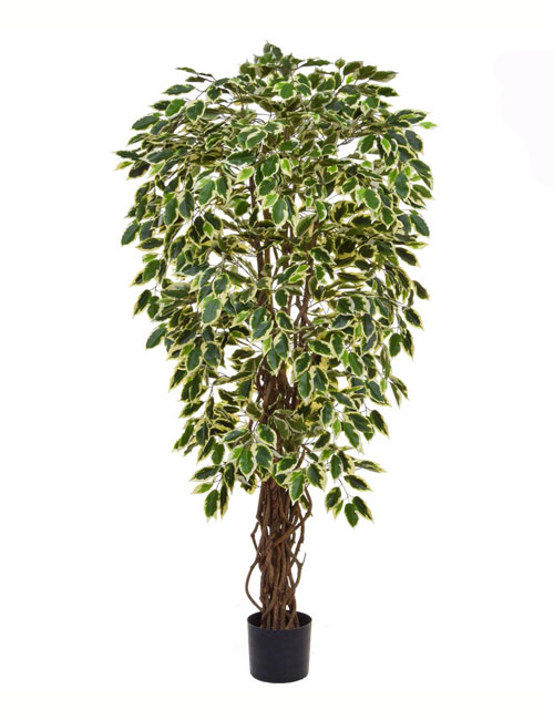 Ficus Variegated