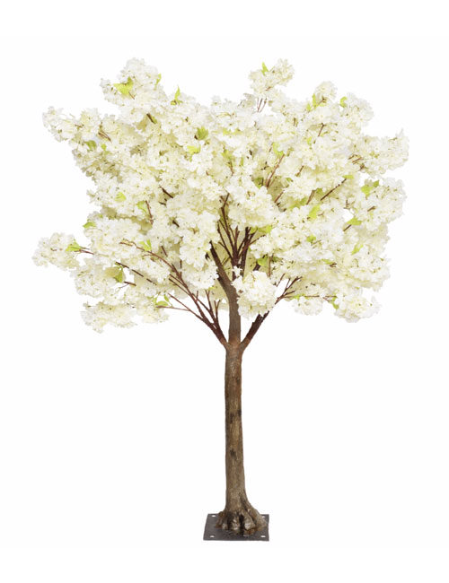 Cream Blossom 1.8m