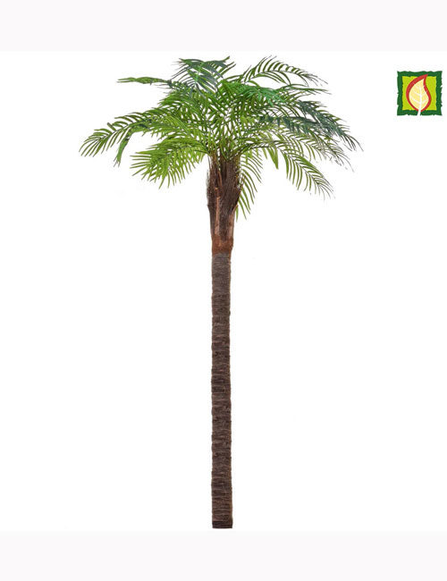 Robillini Palm