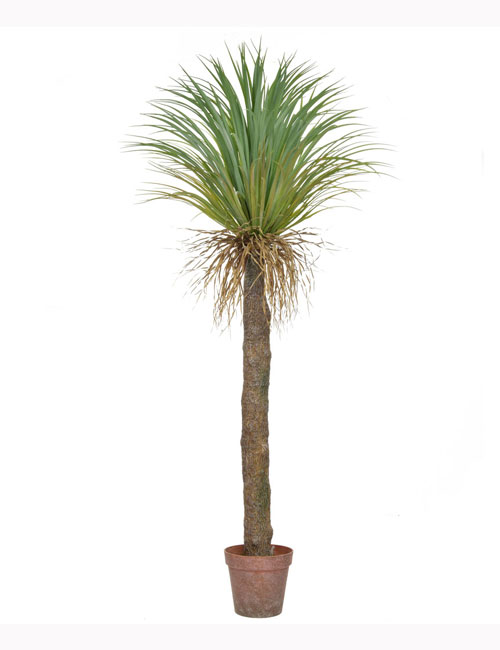 180cm Palm Cycas