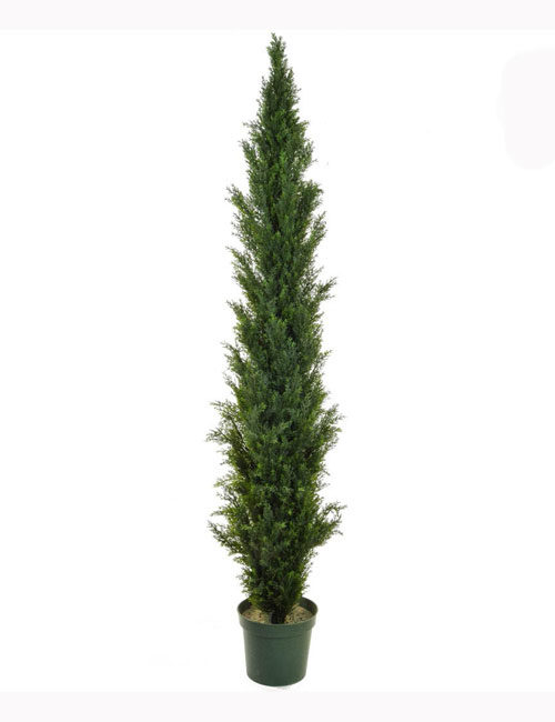 210cm Cedar Pine