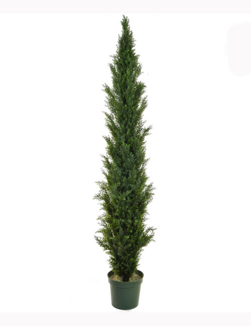 210cm Cedar Pine