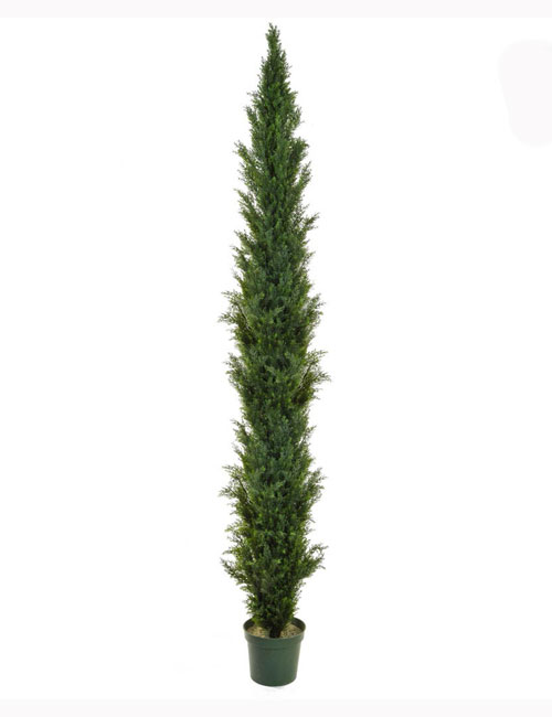 300cm Cedar Mini Pine
