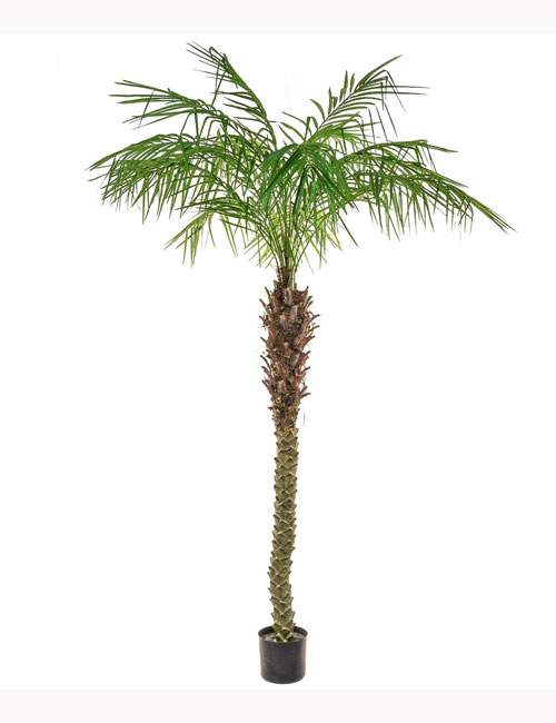 180cm Pheonix Palm