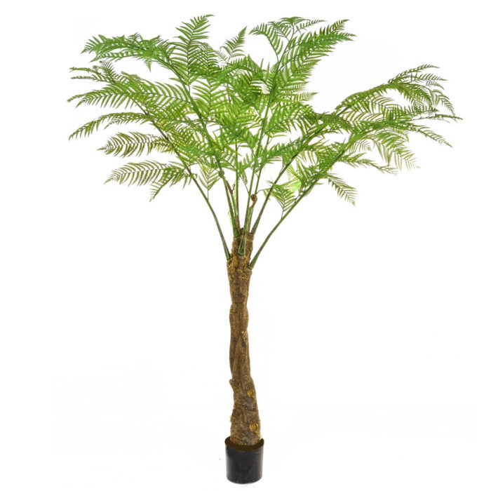 Alsophila Palm Tree