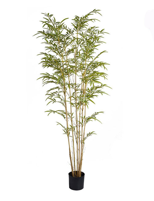 Mini Bamboo