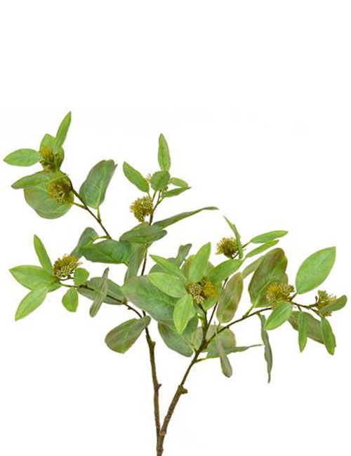 Eucalyptus Bud