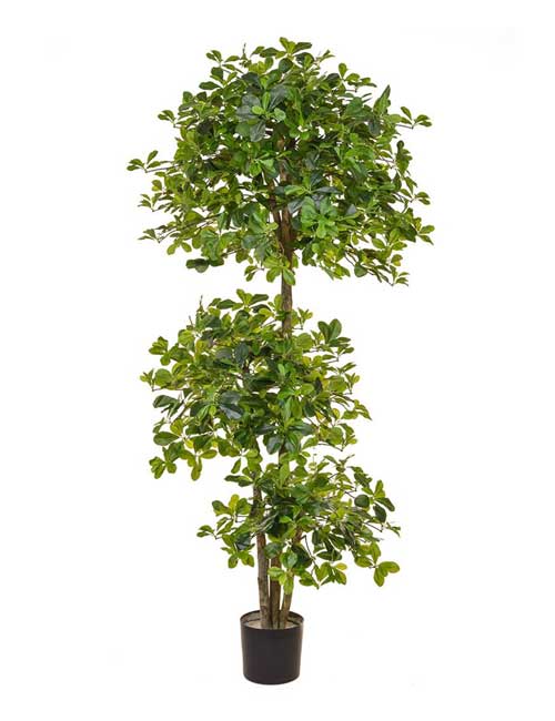 Schefflera Multi Layer Tree